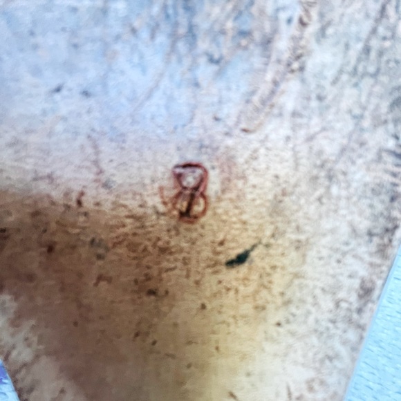 VTG Calleen Cordero Leather Studded Flat Mules - Picture 6 of 10